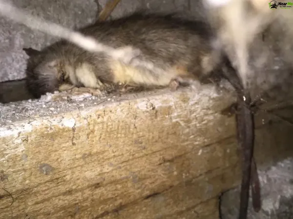 Dead Rat Removal Forest Glen